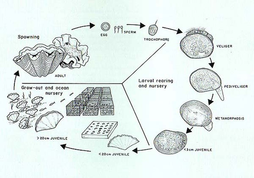 Giant Clam Lifecycle - Giant Clams